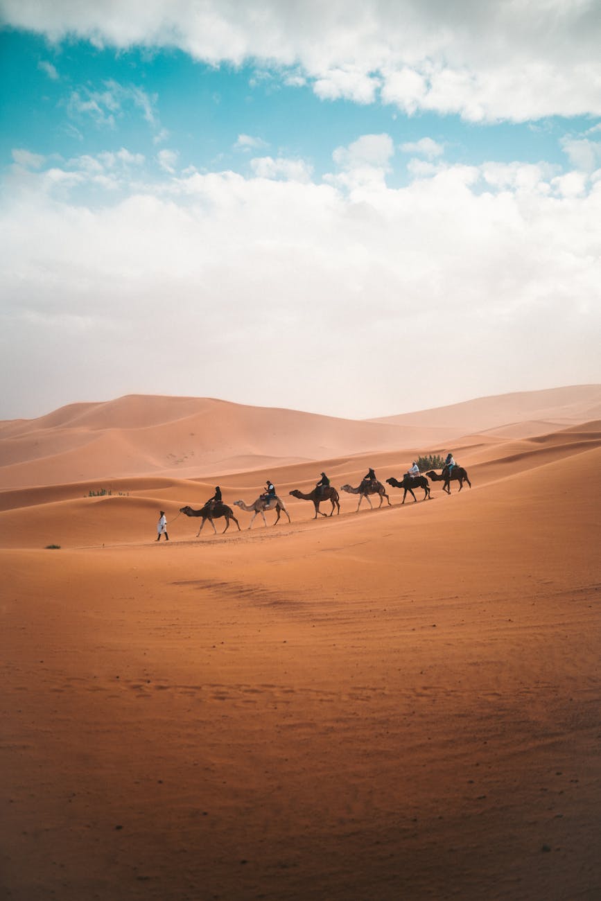 photo of camels on dessert